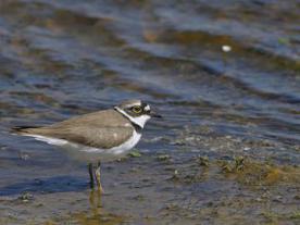 Zona Especial de Protección de Aves: Embalse de Aldea del Cano