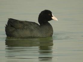 Reserva Natural de las Lagunas de Villafáfila