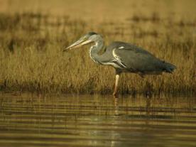 Reserva Natural de las Lagunas de Villafáfila