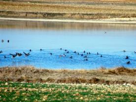 Reserva Natural de las Lagunas de Villafáfila