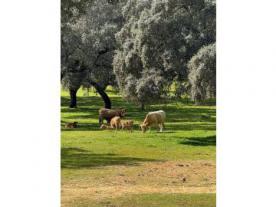 Parque Natural Sierra Morena de Sevilla