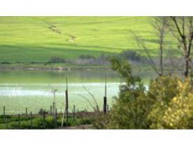 Complejo  Endorreico Utrera. Laguna de Zarracatín