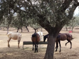 Finca El Valle-Casa Rural