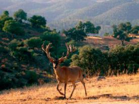 Centro Andaluz de Fauna Salvaje