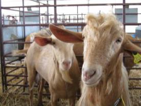 Feria de Primavera - AGROGANT